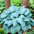 plantare rizomi hosta canadian blue pret online 110x110