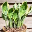 Bulbi Hosta Captain's Adventure (Crin toamna) plantare rizomi hosta captains adventure pret 110x110