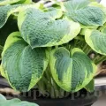 Bulbi Hosta Francess Williams (Crin toamna)