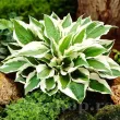 plantare rizomi hosta patriot rezistenta pret 110x110