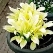 plantare rizomi hosta white feather pret online 110x110