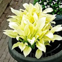 Bulbi Hosta White Feather (Crin toamna)