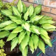 radacini hosta albopicta galben verde umbra 110x110