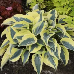 Bulbi Hosta Autumn Frost (Crin toamna)
