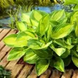 radacini hosta banana bay galben verde 110x110
