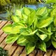 radacini hosta banana bay galben verde