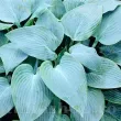 radacini hosta canadian blue frunze albastru argintiu 110x110