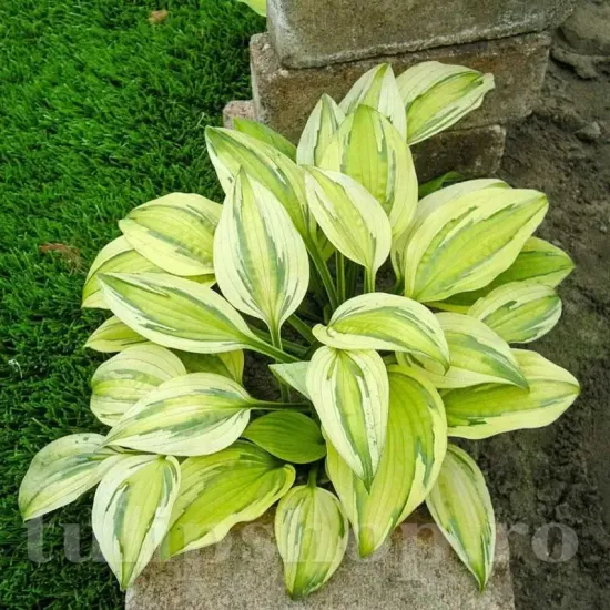 radacini hosta captains adventure frunze tricolore