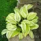 Bulbi Hosta Captain's Adventure (Crin toamna)