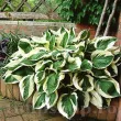 radacini hosta patriot frunze verde alb intens 110x110