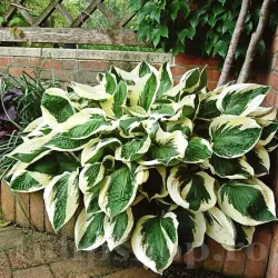 Bulbi Hosta Patriot (Crin toamna)