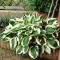 Bulbi Hosta Patriot (Crin toamna)
