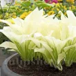 radacini hosta white feather frunze albe 110x110