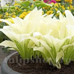 Bulbi Hosta White Feather (Crin toamna)