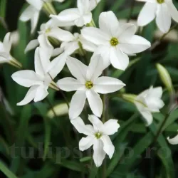 Bulbi Ipheion Alberto Castillo Bulbi Ipheion Alberto Castillo