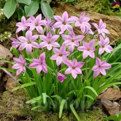 Bulbi Ipheion Charlotte Bishop Bulbi Ipheion Charlotte Bishop