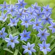 Bulbi Ipheion Rolf Fiedler bulbi de toamna ipheion rolf fiedler plante perene 110x110