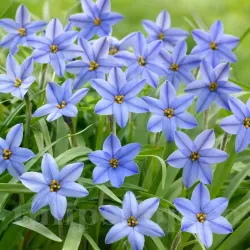 Bulbi Ipheion Rolf Fiedler Bulbi Ipheion Rolf Fiedler
