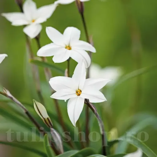 Bulbi Ipheion Alberto Castillo bulbi ipheion alberto castillo plantare toamna gradina