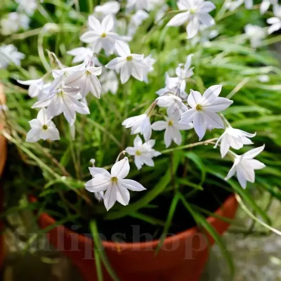Bulbi Ipheion Alberto Castillo bulbi ipheion alberto castillo steaua primaverii tulipshop