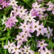 Bulbi Ipheion Charlotte Bishop bulbi ipheion charlotte bishop steaua primaverii tulipshop 110x110