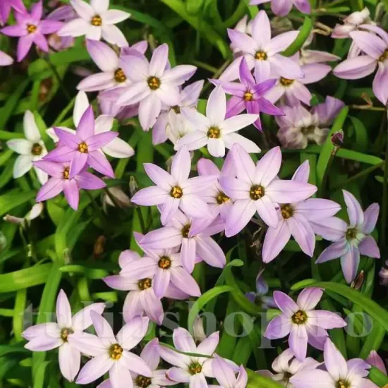 Bulbi Ipheion Charlotte Bishop bulbi ipheion charlotte bishop steaua primaverii tulipshop