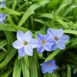 Bulbi Ipheion Rolf Fiedler bulbi ipheion rolf fiedler steaua primaverii tulipshop 110x110