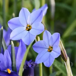 Bulbi Ipheion Rolf Fiedler