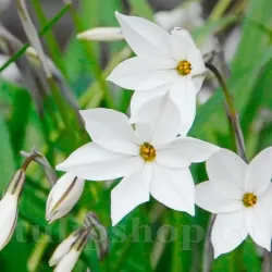 Bulbi Ipheion Alberto Castillo
