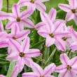 Bulbi Ipheion Charlotte Bishop ipheion uniflorum charlotte bishop flori roz detaliu 110x110