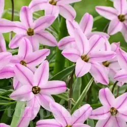 Bulbi Ipheion Charlotte Bishop