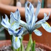 Bulbi Iris Sheila Ann Germaney (Stanjenel)