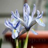Bulbi Iris Sheila Ann Germaney (Stanjenel)
