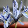 Bulbi Iris Sheila Ann Germaney (Stanjenel)
