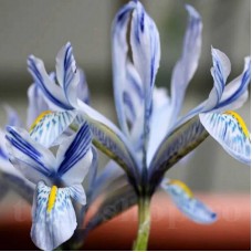 Bulbi Iris Sheila Ann Germaney (Stanjenel)