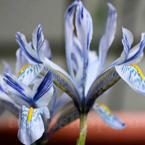 Bulbi Iris Sheila Ann Germaney (Stanjenel)