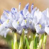 Bulbi Iris Sheila Ann Germaney (Stanjenel)