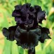 Bulbi Iris Black Night (Stanjenel)