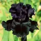 bulbi iris black night1