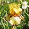 Bulbi Iris Bullwinkle (Stanjenel)