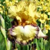Bulbi Iris Bullwinkle (Stanjenel)