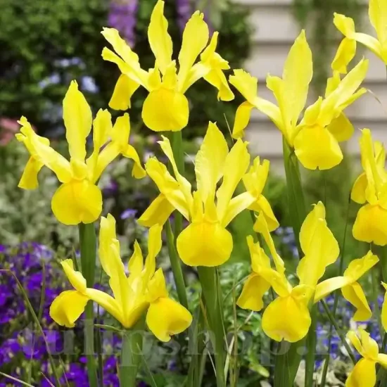 bulbi iris golden harvest3