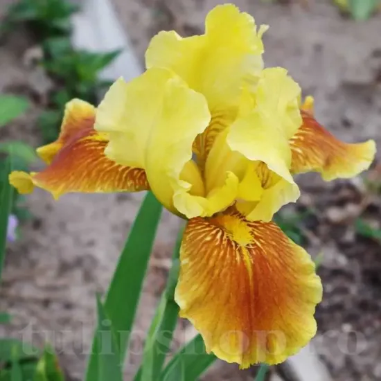 bulbi iris golden muffin1