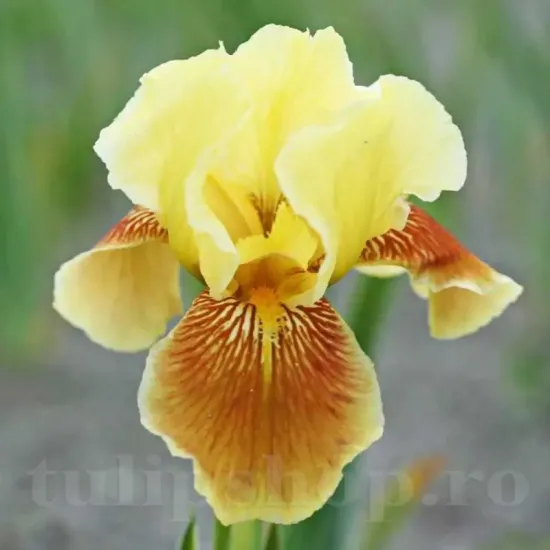 bulbi iris golden muffin2