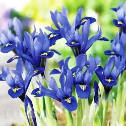 Bulbi Iris Harmony (Stanjenel)