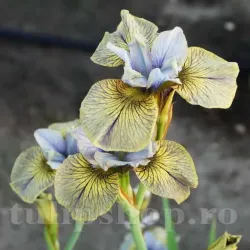 Bulbi Iris Lime Street Blues (Stanjenel) Bulbi Iris Lime Street Blues (Stanjenel)