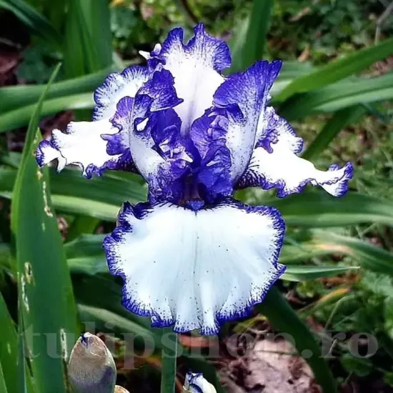 bulbi iris loop the loop2