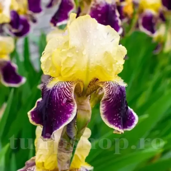 bulbi iris nibelungen