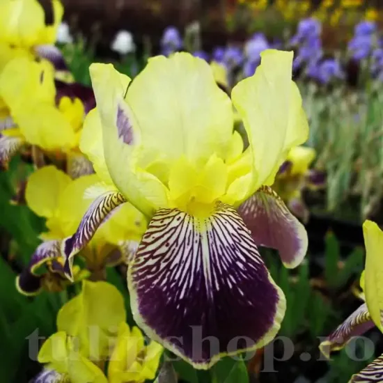 bulbi iris nibelungen1