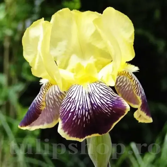 bulbi iris nibelungen2